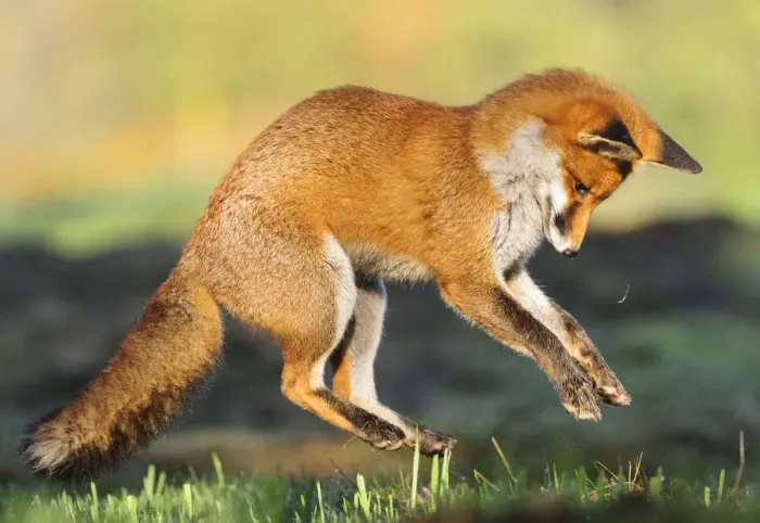 Framed Print : Red fox (Vulpes vulpes) pouncing on prey. London, UK. November