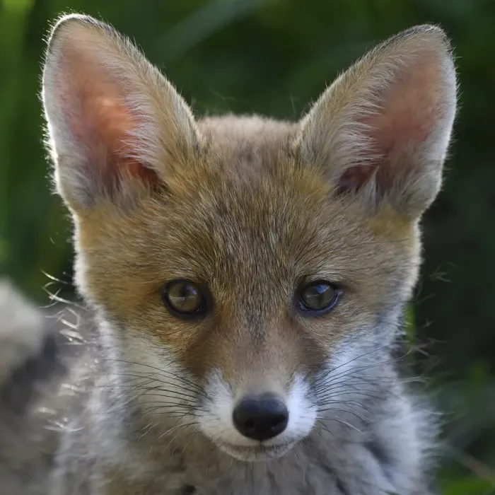 Framed Print : Red fox (Vulpes vulpes) pup portrait, Vosges, France, June Framed Print : Red fox (Vulpes vulpes) pup portrait, Vosges, France, June