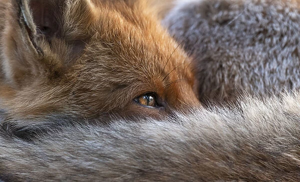 Red fox (Vulpes Vulpes) resting curled up close up, North London, England UK