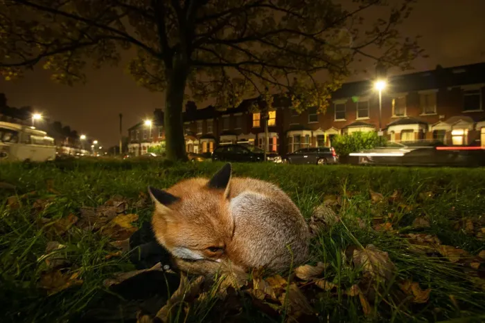 Framed Print : Red fox (Vulpes vulpes) resting on a green at night, North London, England