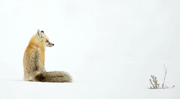 Red fox (Vulpes vulpes) resting and sitting on snow, Yellowstone National Park, USA, February