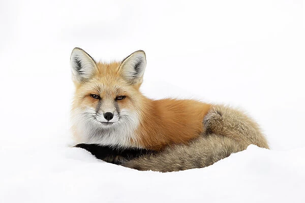 Red fox (Vulpes vulpes) resting in snow, Silver Gate, Yellowstone National Park, USA. January