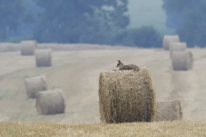 Framed Print : Red Fox (Vulpes vulpes) resting on straw bale in field. Vosges, France, July Framed Print : Red Fox (Vulpes vulpes) resting on straw bale in field. Vosges, France, July