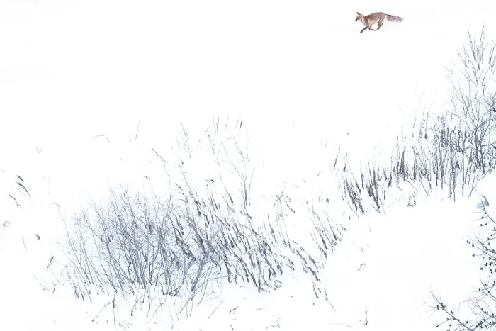 Framed Print : Red fox (Vulpes vulpes) running across snow-covered landscape, Mont Avic Park, Aosta Valley, Alps, Italy. February Framed Print : Red fox (Vulpes vulpes) running across snow-covered landscape, Mont Avic Park, Aosta Valley, Alps, Italy. February