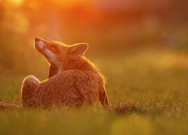 Red Fox (Vulpes Vulpes) scratching in sunset light, North London, England, UK, June