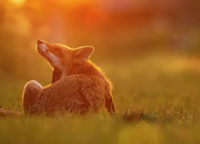 Framed Print : Red Fox (Vulpes Vulpes) scratching in sunset light, North London, England, UK, June Framed Print : Red Fox (Vulpes Vulpes) scratching in sunset light, North London, England, UK, June