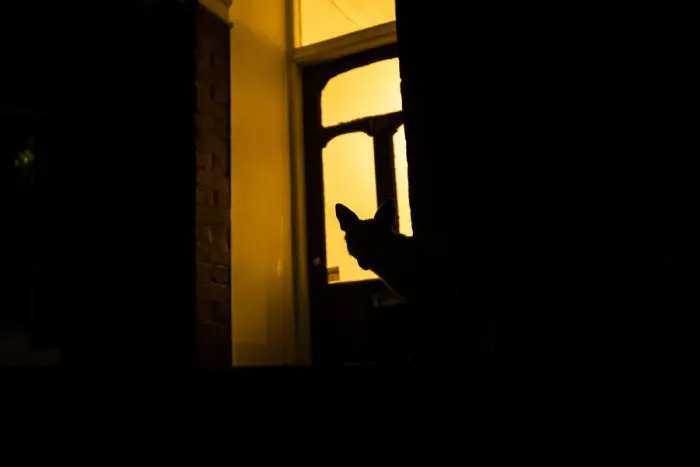 Framed Print : Red fox (Vulpes Vulpes) silhouetted in door to a house, North London, England, UK. June Framed Print : Red fox (Vulpes Vulpes) silhouetted in door to a house, North London, England, UK. June