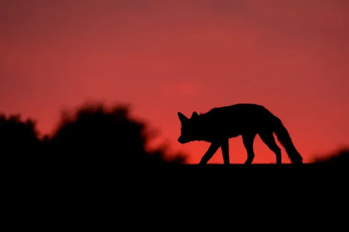 Framed Print : Red fox (Vulpes vulpes) silhouetted at dusk, after sunset, The Netherlands, July Framed Print : Red fox (Vulpes vulpes) silhouetted at dusk, after sunset, The Netherlands, July
