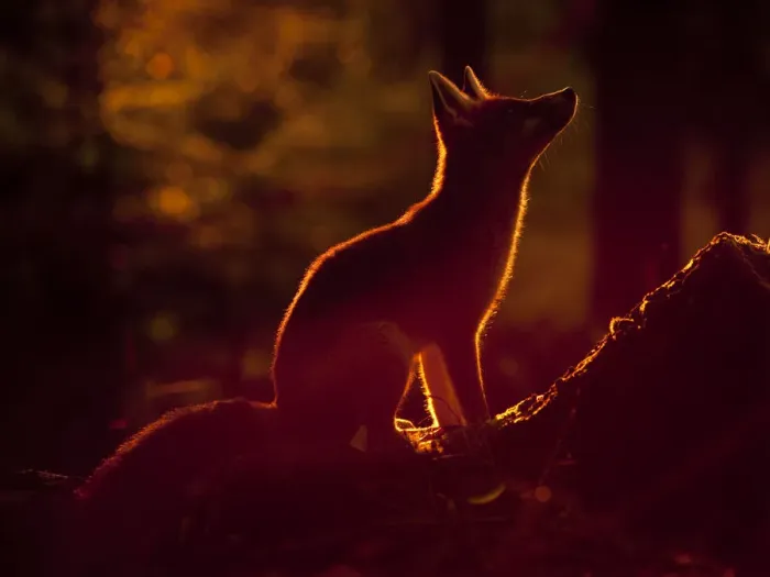 Framed Print : Red Fox (Vulpes vulpes) silhouetted in evening light. Black Forest, Germany, August Framed Print : Red Fox (Vulpes vulpes) silhouetted in evening light. Black Forest, Germany, August