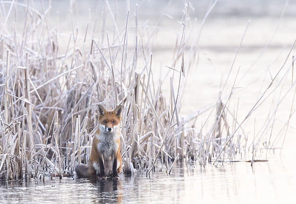Red fox (Vulpes vulpes) sitting on a frozen lake at the edge of the reeds. London, UK
