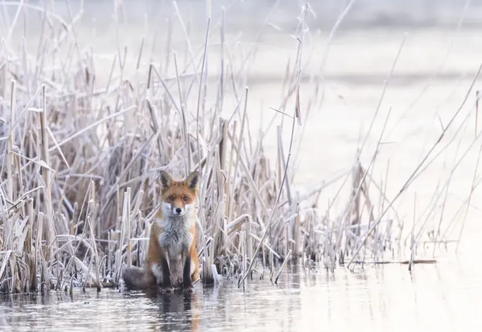 Framed Print : Red fox (Vulpes vulpes) sitting on a frozen lake at the edge of the reeds. London, UK Framed Print : Red fox (Vulpes vulpes) sitting on a frozen lake at the edge of the reeds. London, UK