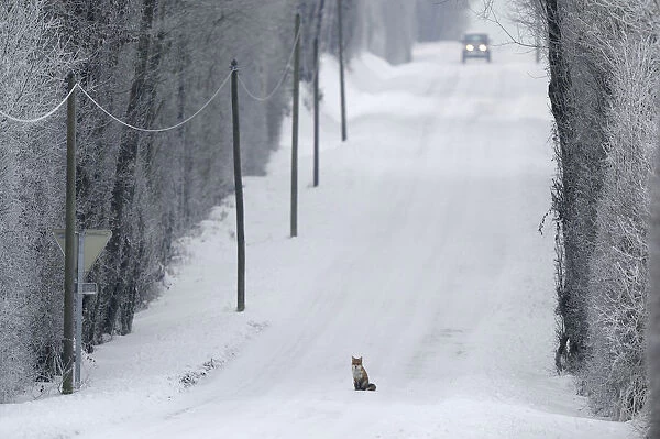 Red Fox (Vulpes vulpes) sitting in middle of snow covered road as a car approaches