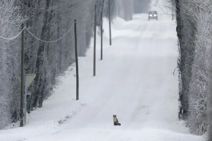 Framed Print : Red Fox (Vulpes vulpes) sitting in middle of snow covered road as a car approaches Framed Print : Red Fox (Vulpes vulpes) sitting in middle of snow covered road as a car approaches