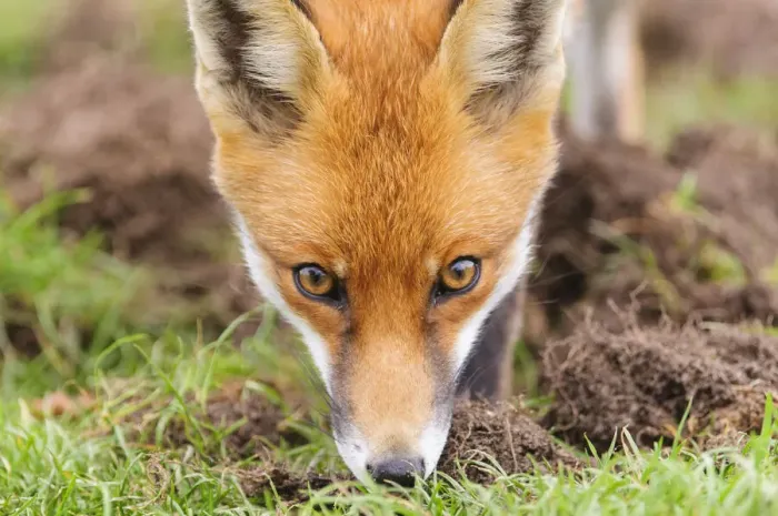 Framed Print : Red fox (Vulpes vulpes) sniffing the grass. London, UK. October