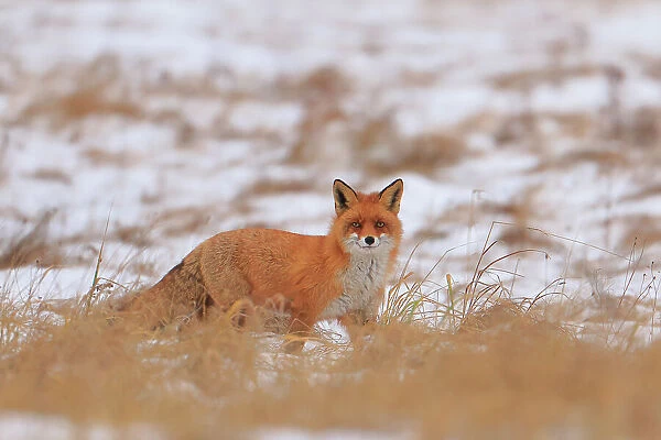 Red fox (Vulpes vulpes) in snow-covered agricultural field, Bialowieza National Park, Poland. January