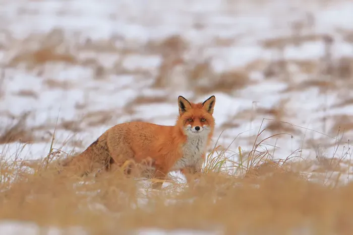 Framed Print : Red fox (Vulpes vulpes) in snow-covered agricultural field, Bialowieza National Park, Poland. January Framed Print : Red fox (Vulpes vulpes) in snow-covered agricultural field, Bialowieza National Park, Poland. January
