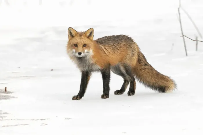 Framed Print : Red fox (Vulpes vulpes) on snow covered frozen pond, Acadia National Park, Maine, USA Framed Print : Red fox (Vulpes vulpes) on snow covered frozen pond, Acadia National Park, Maine, USA