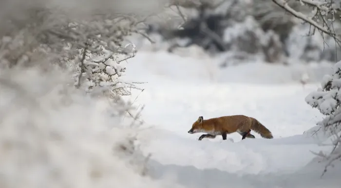 Framed Print : Red fox (Vulpes vulpes) in the snow, Staffordshire, UK, December Framed Print : Red fox (Vulpes vulpes) in the snow, Staffordshire, UK, December