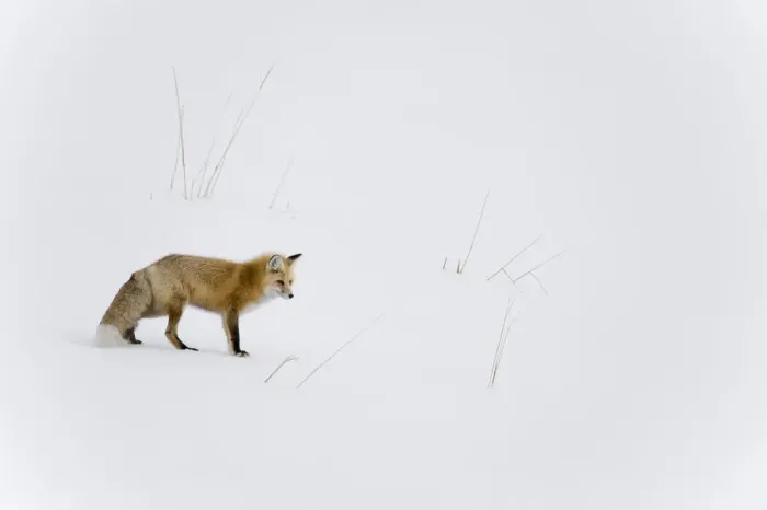 Framed Print : Red fox (Vulpes vulpes) in snow, Yellowstone National Park, Wyoming, USA. Wyoming Framed Print : Red fox (Vulpes vulpes) in snow, Yellowstone National Park, Wyoming, USA. Wyoming