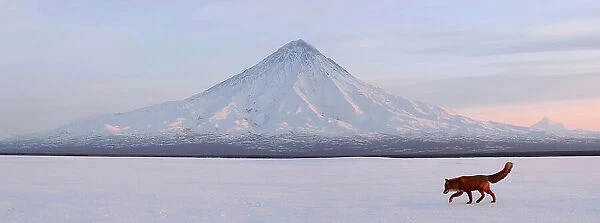 Red Fox (Vulpes vulpes) in snowy landscape with Kronotsky Volcano, Zapovednik, Kamchatka, Russia