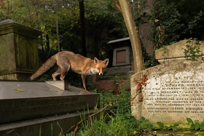 Framed Print : Red fox (Vulpes vulpes) standing on gravestone, Highgate cemetery, London, England, UK. November Framed Print : Red fox (Vulpes vulpes) standing on gravestone, Highgate cemetery, London, England, UK. November