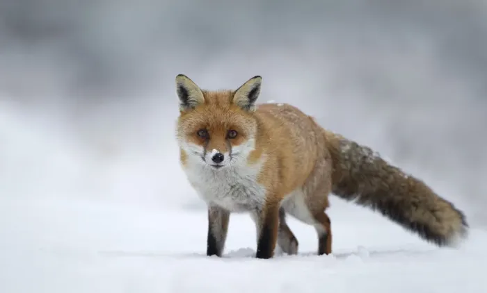 Framed Print : Red fox (Vulpes vulpes) standing in the snow, Staffordshire, UK, December Framed Print : Red fox (Vulpes vulpes) standing in the snow, Staffordshire, UK, December