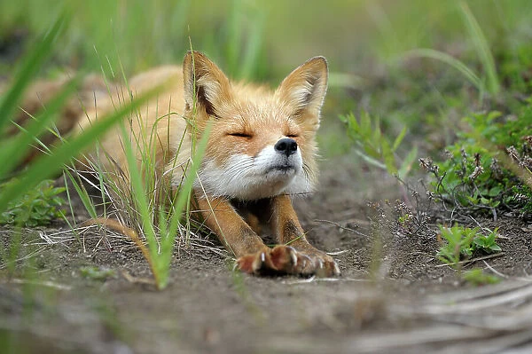 Red Fox (Vulpes vulpes) stretching. Kronotsky Zapovednik Nature Reserve, Kamchatka Peninsula, Russian Far East