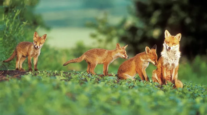 Framed Print : Red fox (Vulpes vulpes) vixen and four cubs in field in early morning light, UK. June