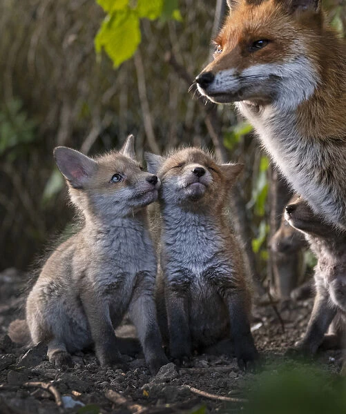 Red fox (Vulpes vulpes) vixen, with cubs looking up expectantly near den on urban