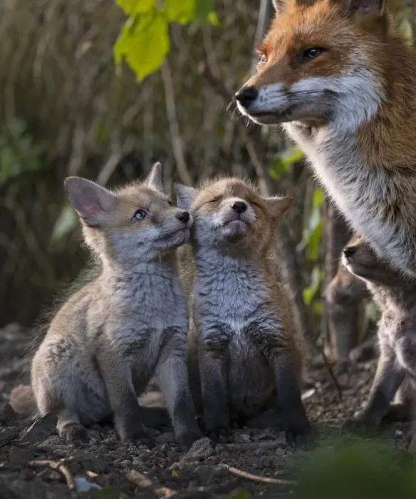 Framed Print : Red fox (Vulpes vulpes) vixen, with cubs looking up expectantly near den on urban Framed Print : Red fox (Vulpes vulpes) vixen, with cubs looking up expectantly near den on urban