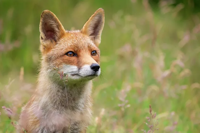 Framed Print : Red fox (Vulpes vulpes) vixen exploring a hay meadow, Lifton, Devon, England, UK, July. Captive Framed Print : Red fox (Vulpes vulpes) vixen exploring a hay meadow, Lifton, Devon, England, UK, July. Captive