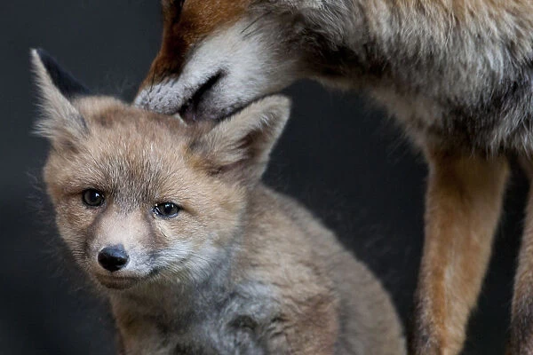 Red fox (Vulpes vulpes) vixen grooming cub, Sado Estuary, Portugal. May