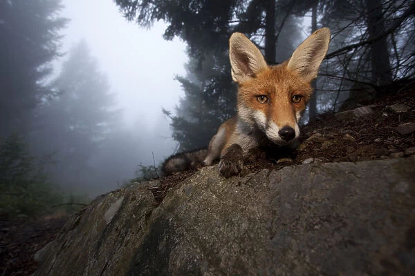 Red Fox (Vulpes vulpes) vixen on a misty day in woodland, Black Forest, Germany, July