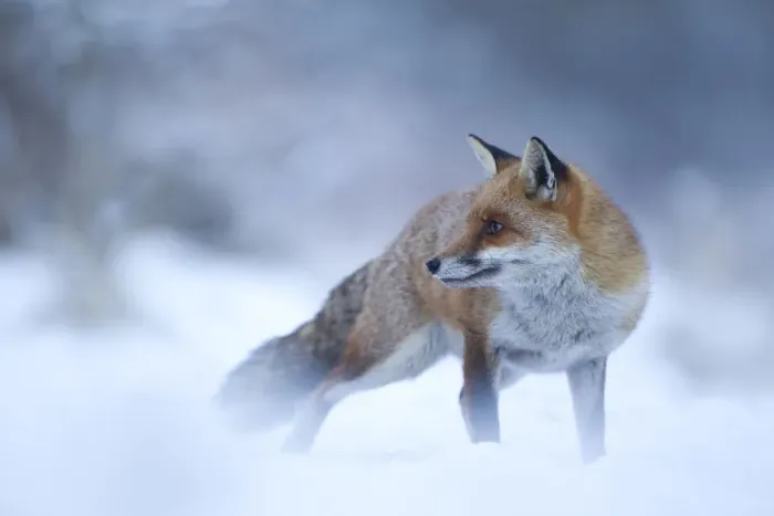 Framed Print : Red Fox (Vulpes vulpes) vixen in snow, Cannock Chase, Staffordshire, England, UK Framed Print : Red Fox (Vulpes vulpes) vixen in snow, Cannock Chase, Staffordshire, England, UK