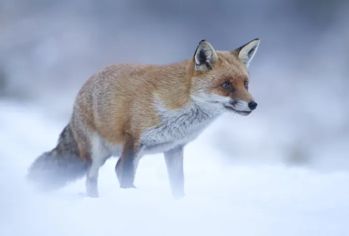 Framed Print : Red Fox (Vulpes vulpes) vixen in snow, Cannock Chase, Staffordshire, England, UK, December Framed Print : Red Fox (Vulpes vulpes) vixen in snow, Cannock Chase, Staffordshire, England, UK, December