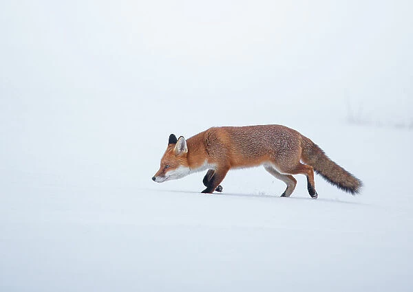 Red fox (Vulpes vulpes) vixen walking through snow, Derbyshire, UK. January