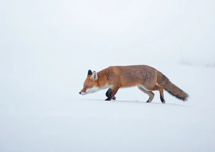 Framed Print : Red fox (Vulpes vulpes) vixen walking through snow, Derbyshire, UK. January Framed Print : Red fox (Vulpes vulpes) vixen walking through snow, Derbyshire, UK. January
