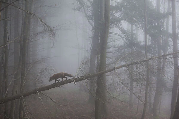 Red Fox (Vulpes vulpes) walking along a fallen trunk in misty forest. Black Forest