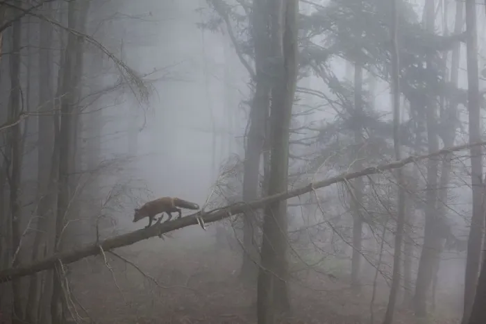 Framed Print : Red Fox (Vulpes vulpes) walking along a fallen trunk in misty forest. Black Forest