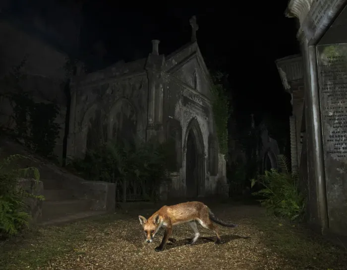 Framed Print : Red fox (Vulpes vulpes) walking through Highgate Cemetery Mausoleum at night, London, UK. August Framed Print : Red fox (Vulpes vulpes) walking through Highgate Cemetery Mausoleum at night, London, UK. August