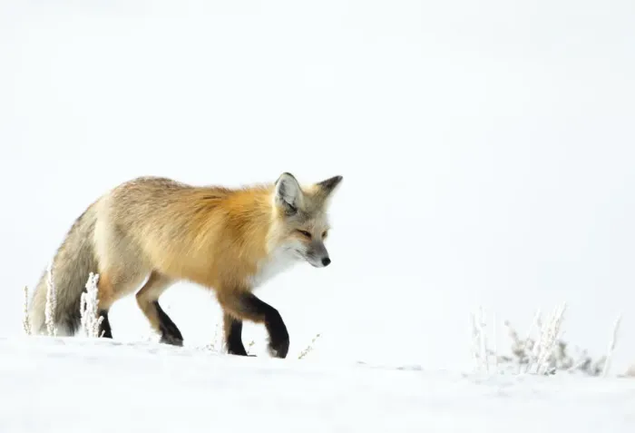 Framed Print : Red fox (Vulpes vulpes) walking in snow, Yellowstone National Park, USA, February Framed Print : Red fox (Vulpes vulpes) walking in snow, Yellowstone National Park, USA, February