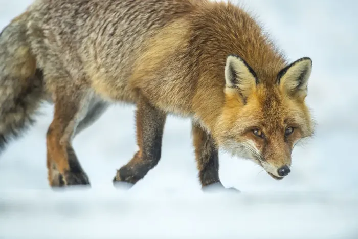 Framed Print : Red fox (Vulpes vulpes) walking in snow, Jura, Switzerland Framed Print : Red fox (Vulpes vulpes) walking in snow, Jura, Switzerland