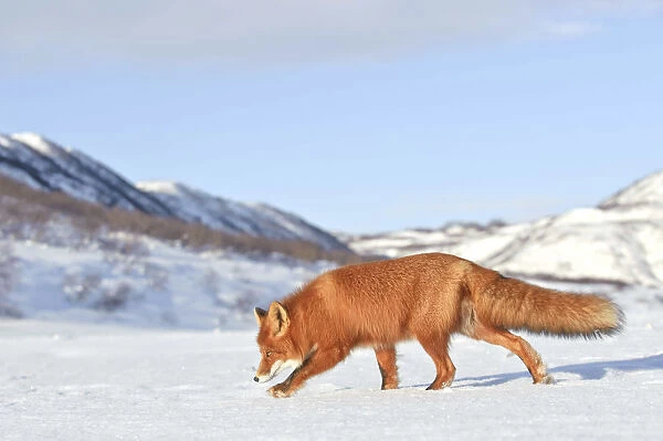 Red fox (Vulpes vulpes) walking in snow, Kamchatka, Far east Russia, January