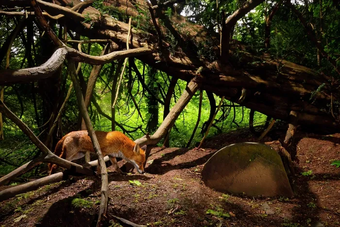 Framed Print : Red fox (Vulpes vulpes) wandering through Arnos Vale Cemetery, Bristol, England, UK. March Framed Print : Red fox (Vulpes vulpes) wandering through Arnos Vale Cemetery, Bristol, England, UK. March