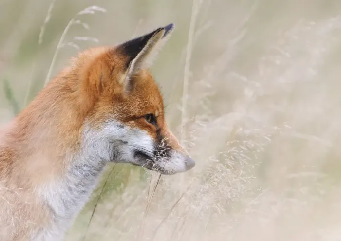 Framed Print : Red Fox (Vulpes vulpes) watching prey through long grass. London, UK. November Framed Print : Red Fox (Vulpes vulpes) watching prey through long grass. London, UK. November