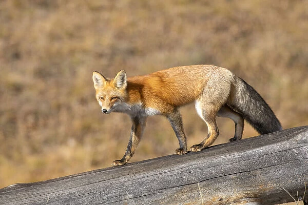 Red fox (Vulpes vulpes) in winter coat, Yellowstone National Park, Wyoming, USA. October