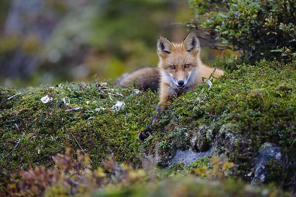 Red fox (Vulpes vulpes) Yukon Delta National Wildlife Refuge, Alaska, USA