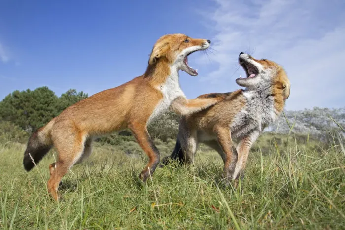 Framed Print : Two Red Foxes (Vulpes vulpes) fighting. The Netherlands. August