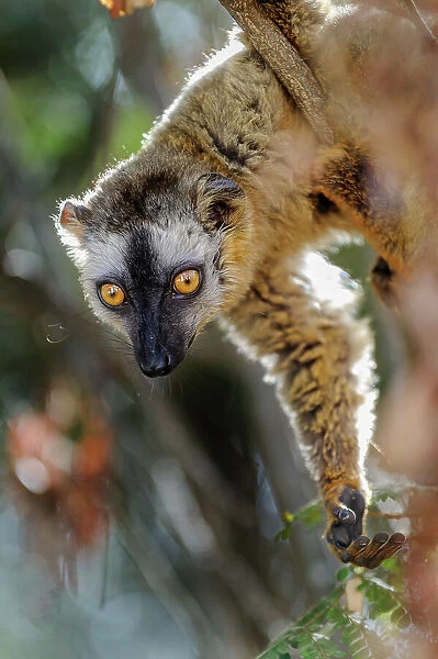 Red-fronted brown lemur (Eulemur rufus) female, portrait, Kirindy Forest, Madagascar