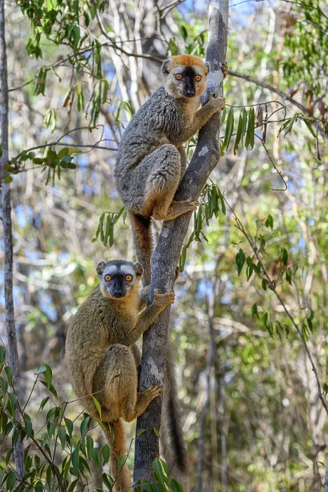 Framed Print : Red-fronted brown lemurs (Eulemur rufifrons) pair, male top, climbing up tree, Kirindy Forest, Central Menabe, western Madagascar Framed Print : Red-fronted brown lemurs (Eulemur rufifrons) pair, male top, climbing up tree, Kirindy Forest, Central Menabe, western Madagascar